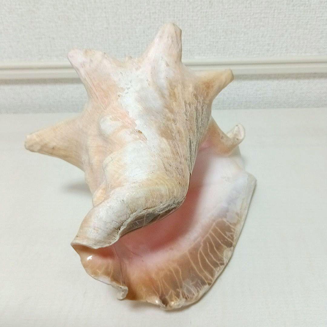 コンク貝 ピンク貝 貝殻 希少貝殻 標本貝 インテリア 置物 ccp002