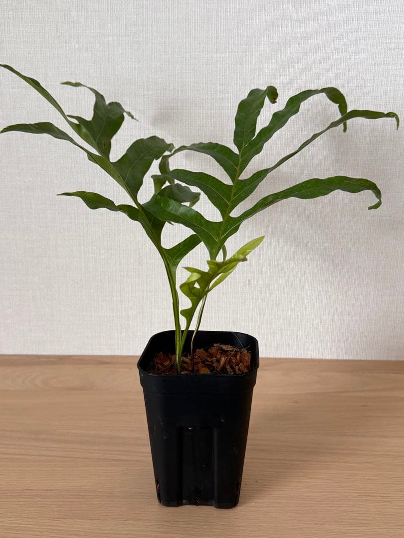 【鉢付き】ドリナリア　クエルシフォリア　斑入り②