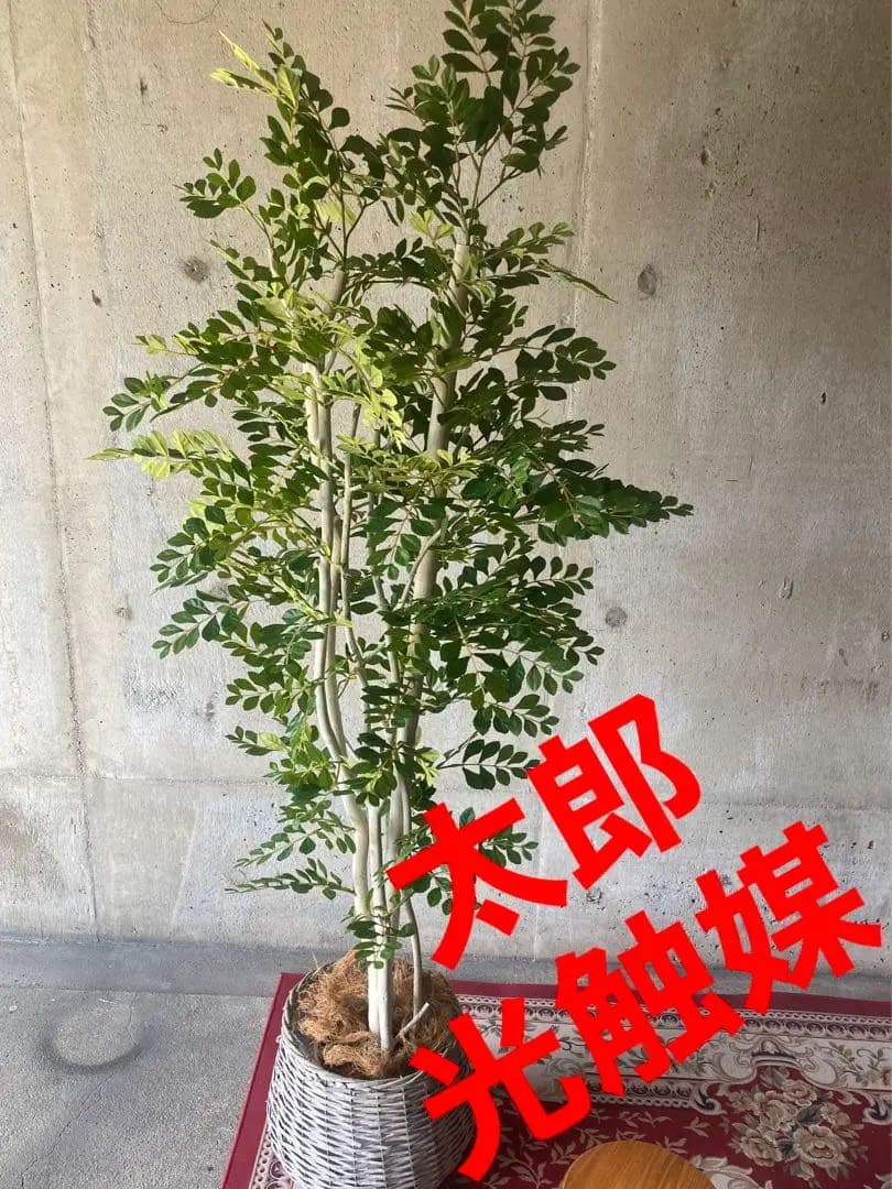 光触媒　人工観葉植物　ウォールグリーン　フェイクグリーン　トネリコ17075aj
