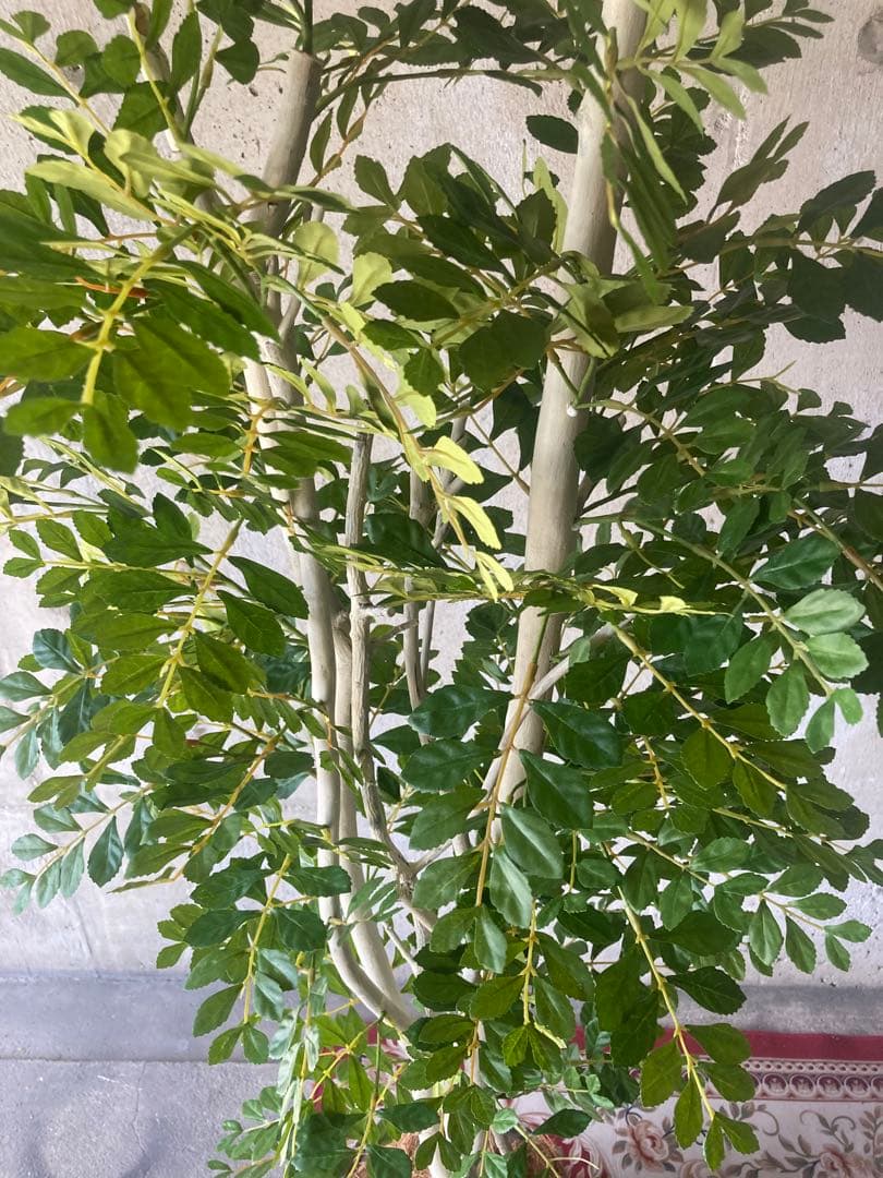 光触媒　人工観葉植物　ウォールグリーン　フェイクグリーン　トネリコ17075aj