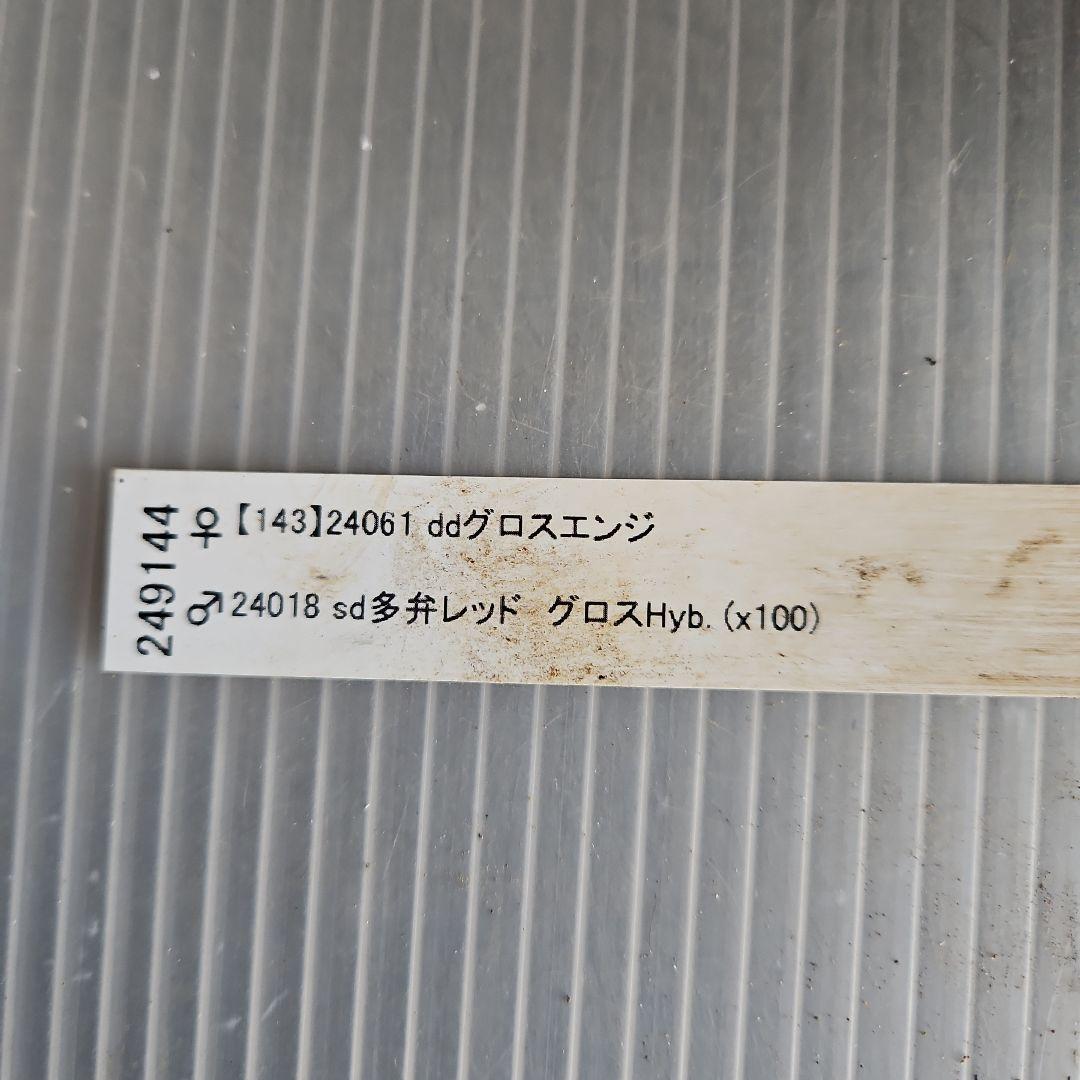 happy rose様お取り置き苗㉖-437クリスマスローズ
