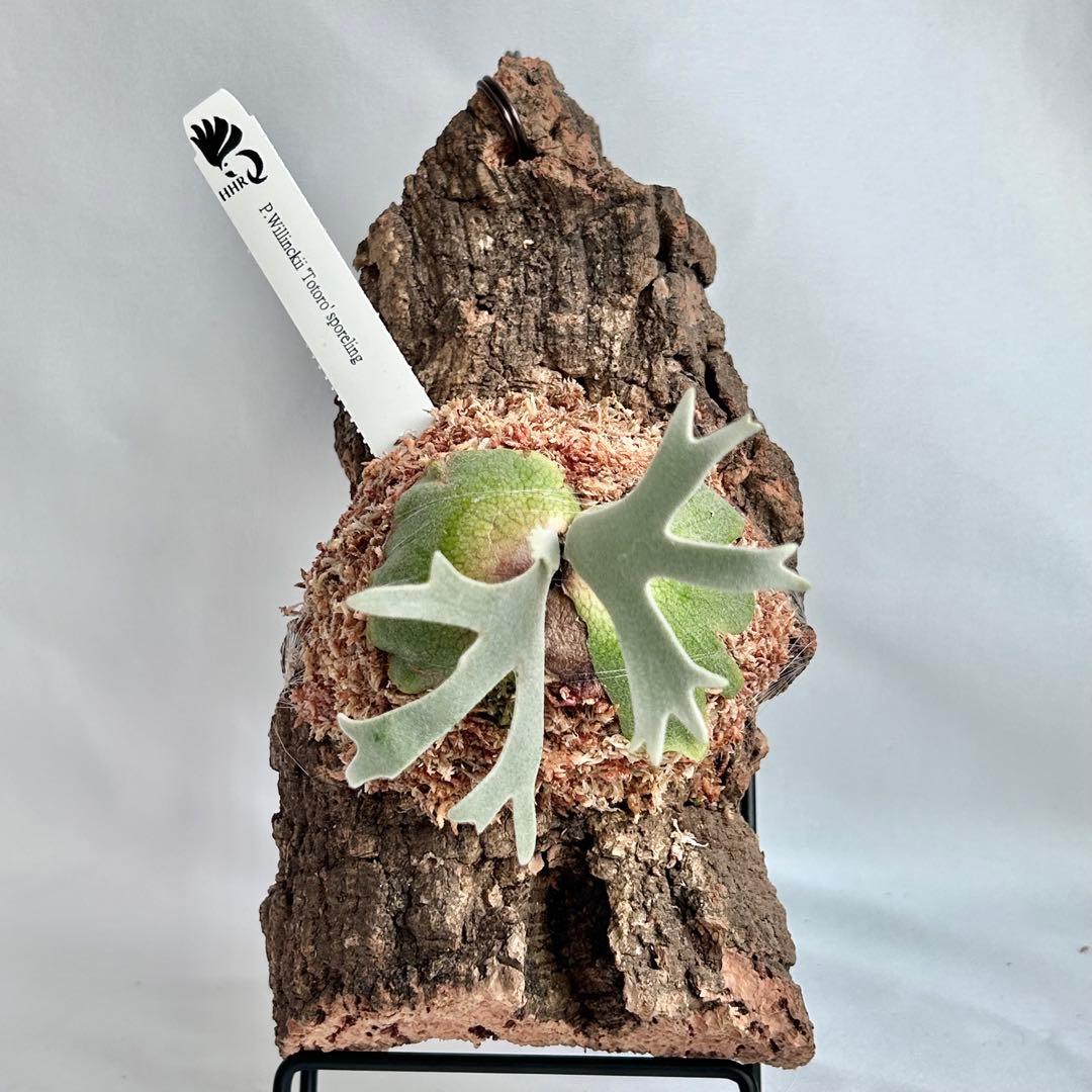 P.Yellow Moon Dwarf Totoro' （spore）【95】