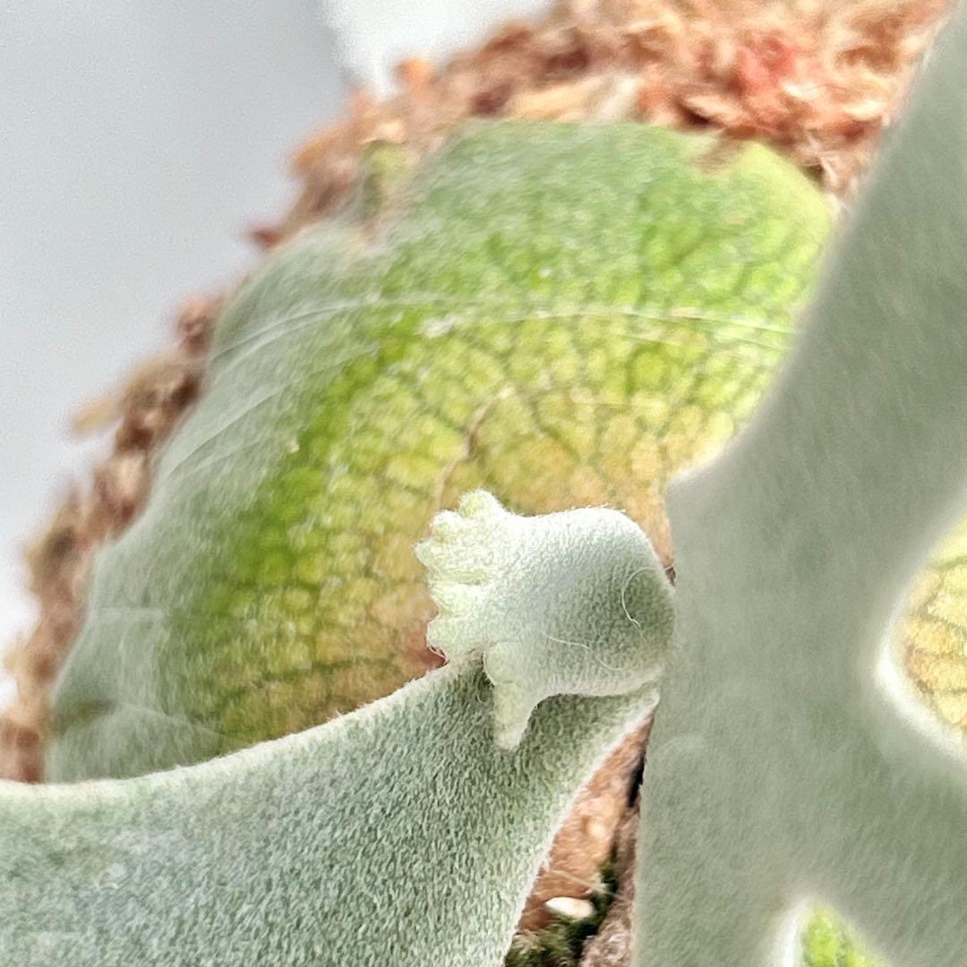 P.Yellow Moon Dwarf Totoro' （spore）【95】