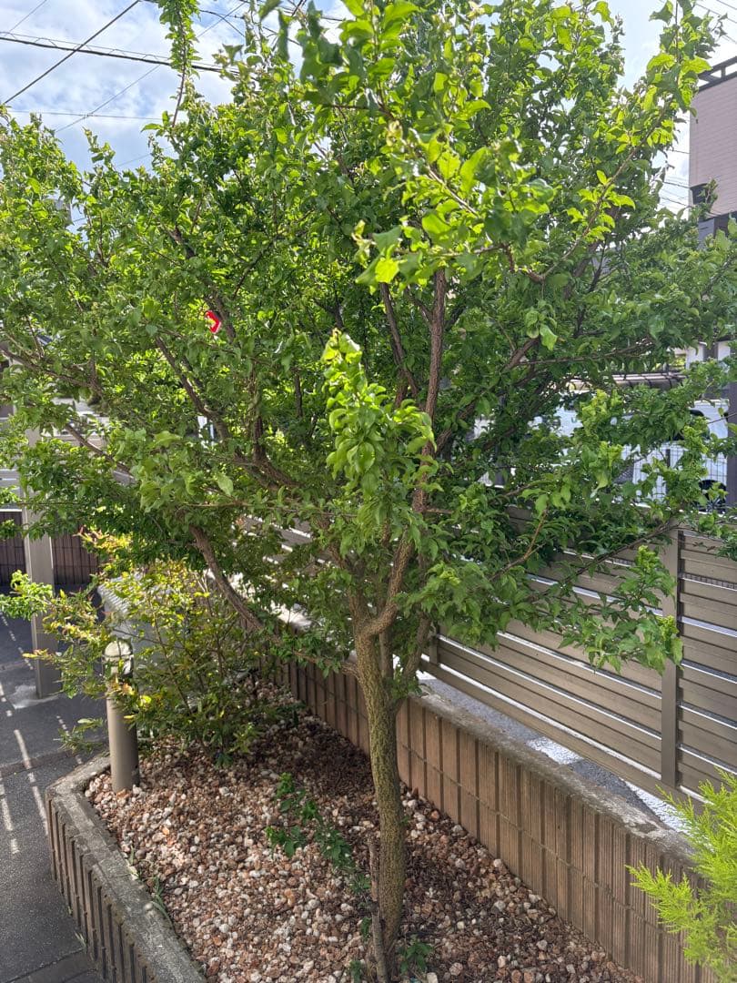 中型 落葉樹 緑の葉 庭用　アーモンド