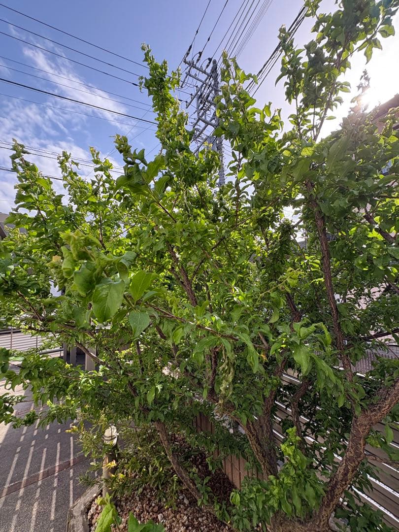 中型 落葉樹 緑の葉 庭用　アーモンド