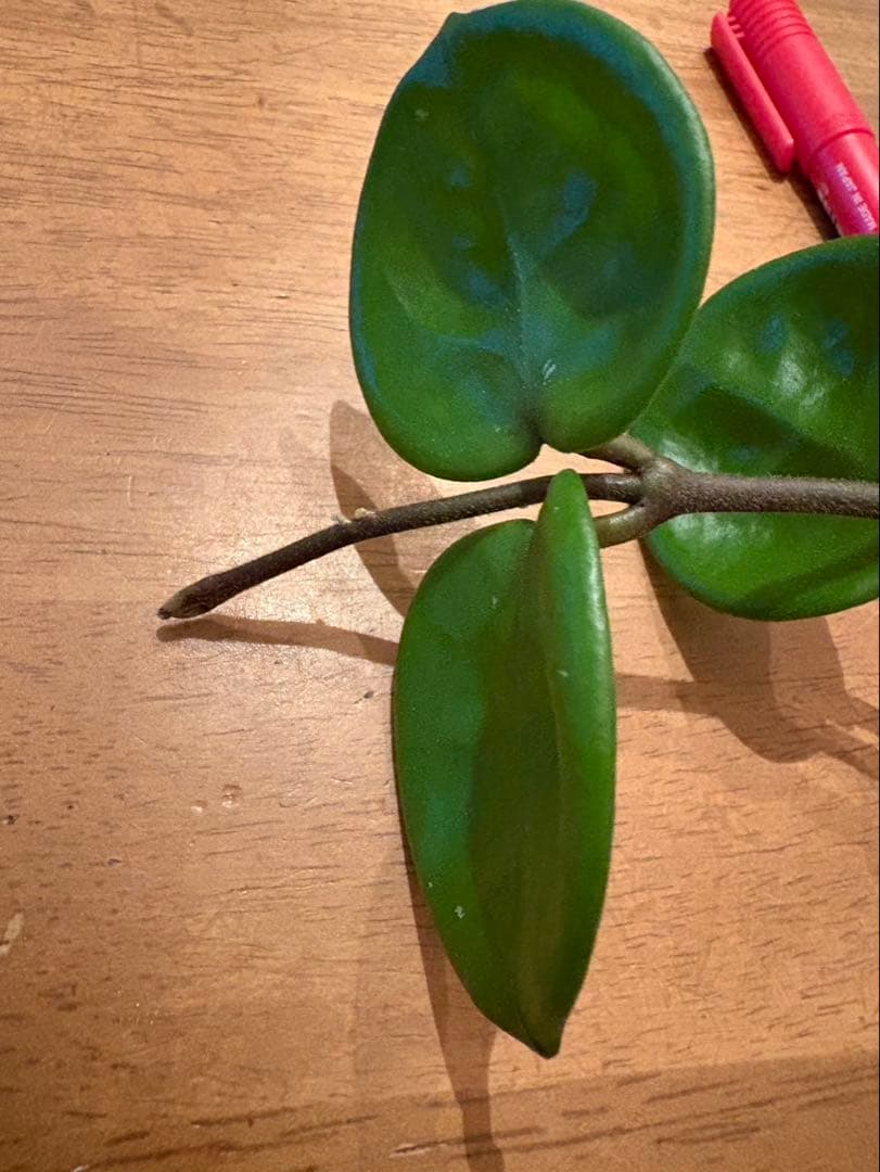 その他観葉植物 Hoya Carnosa 'Amore'