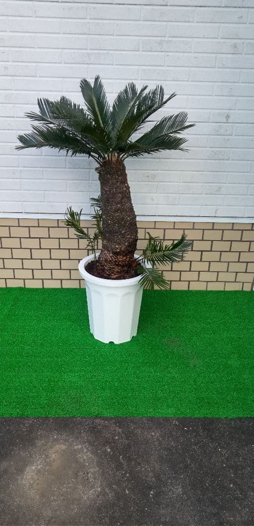 m*️様 ソテツ 高さ(鉢底から)1.05メートル 10号プラ鉢