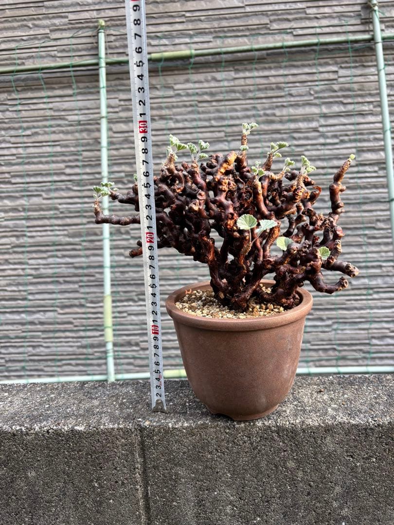 ペラルゴニウム　ミラビレ　大株　塊根植物　コーデックス 伝市