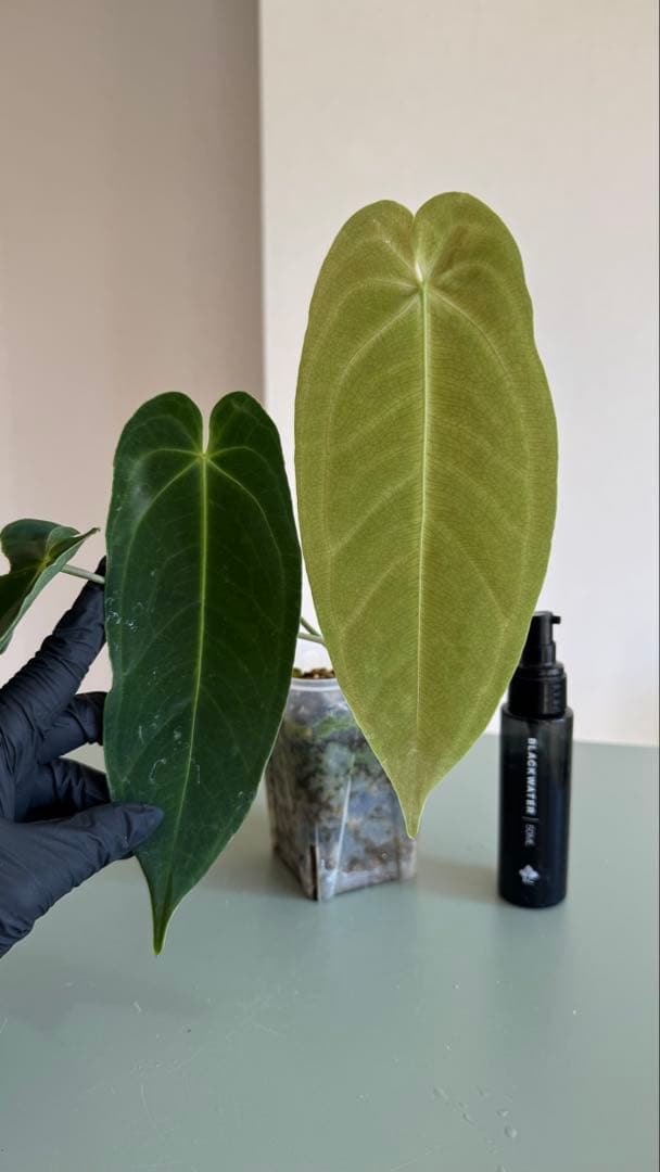 1株のみ Anthurium llicum アンスリウム メタリカム