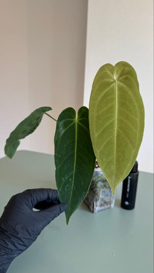 1株のみ Anthurium llicum アンスリウム メタリカム