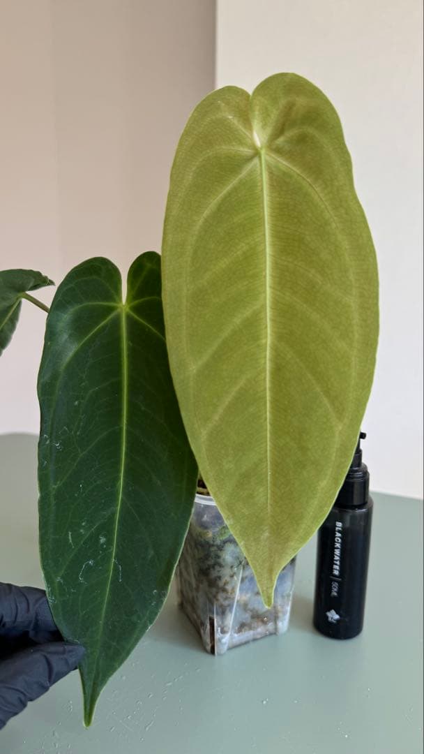 1株のみ Anthurium llicum アンスリウム メタリカム