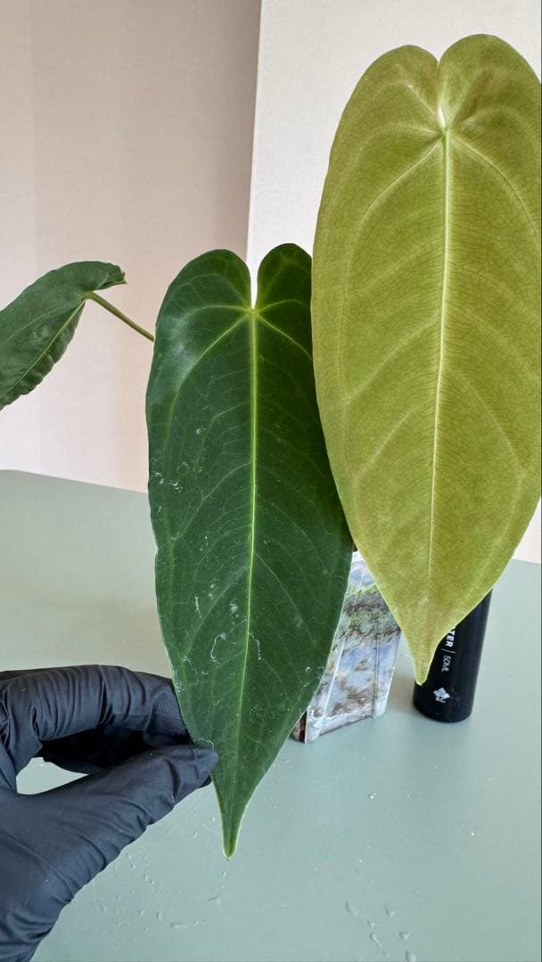 1株のみ Anthurium llicum アンスリウム メタリカム
