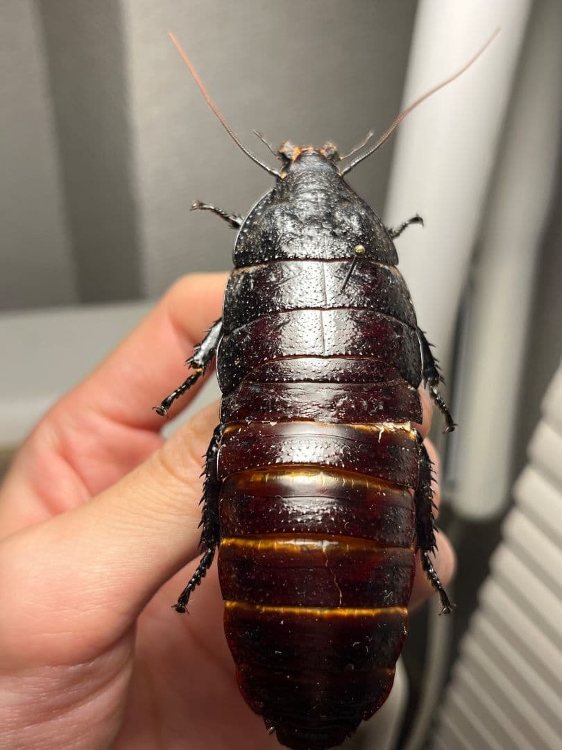 【蜚最大級】マダガスカルゴキブリ オブロンゴナタ？ 標本 ポルテントーサ