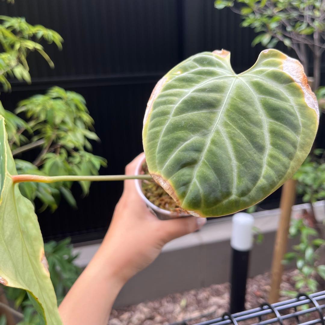 159 besseae aff ベッセアエ　アンスリウム　Anthurium