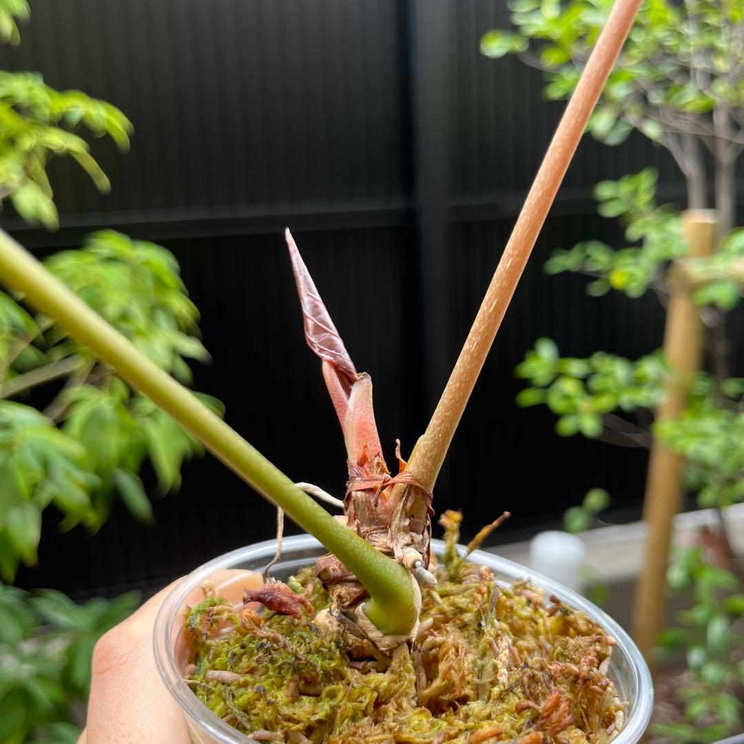 159 besseae aff ベッセアエ　アンスリウム　Anthurium