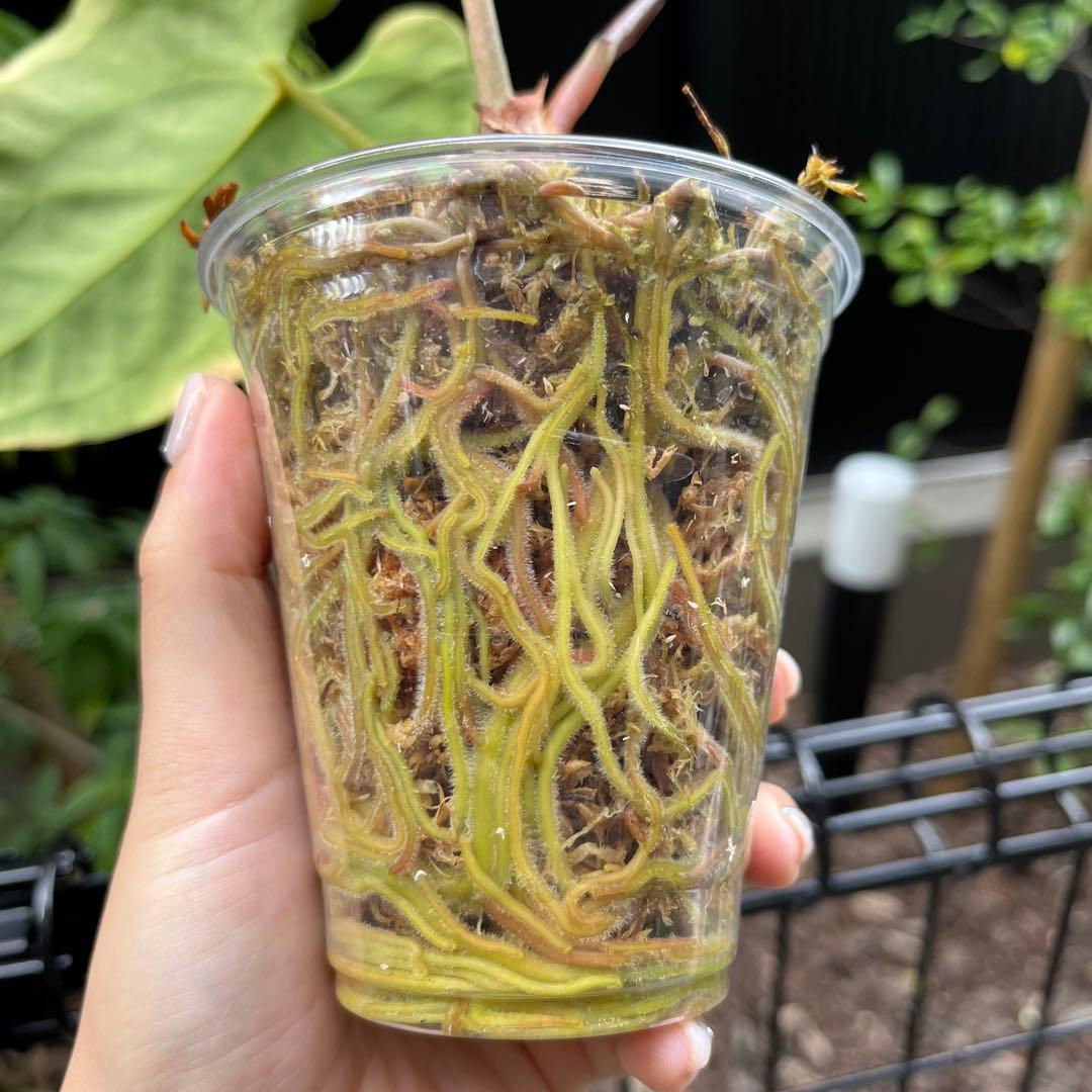 159 besseae aff ベッセアエ　アンスリウム　Anthurium