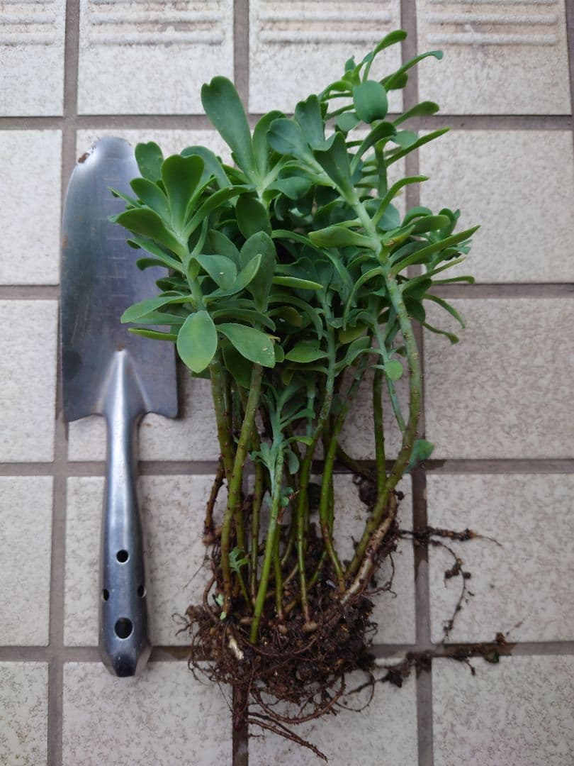 薄化粧　多肉植物　セダムパルメリ　 挿し木苗　根付き　抜き苗