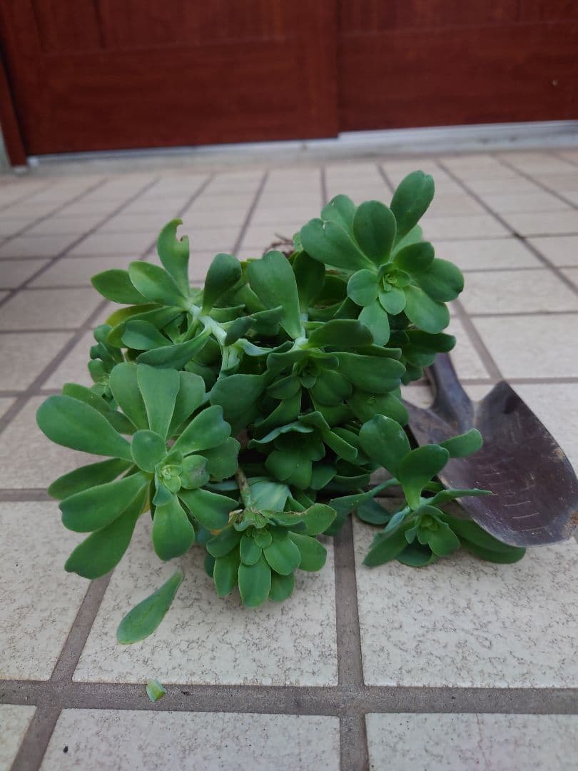 薄化粧　多肉植物　セダムパルメリ　 挿し木苗　根付き　抜き苗