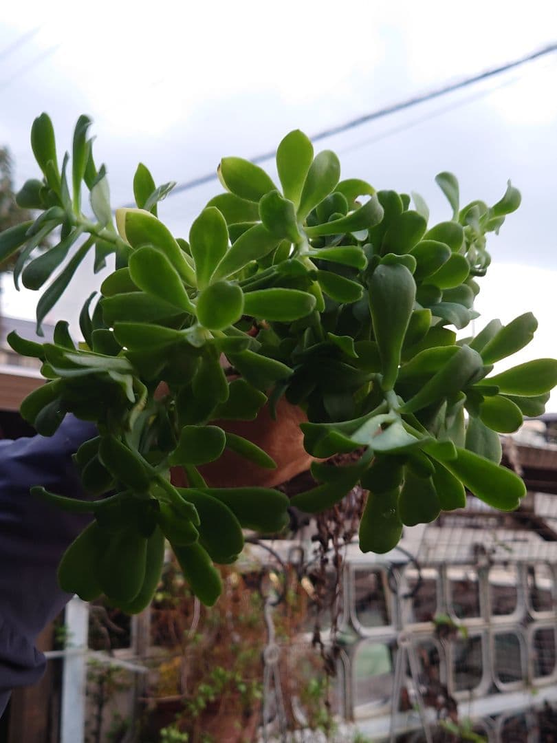 薄化粧　多肉植物　セダムパルメリ　 挿し木苗　根付き　抜き苗