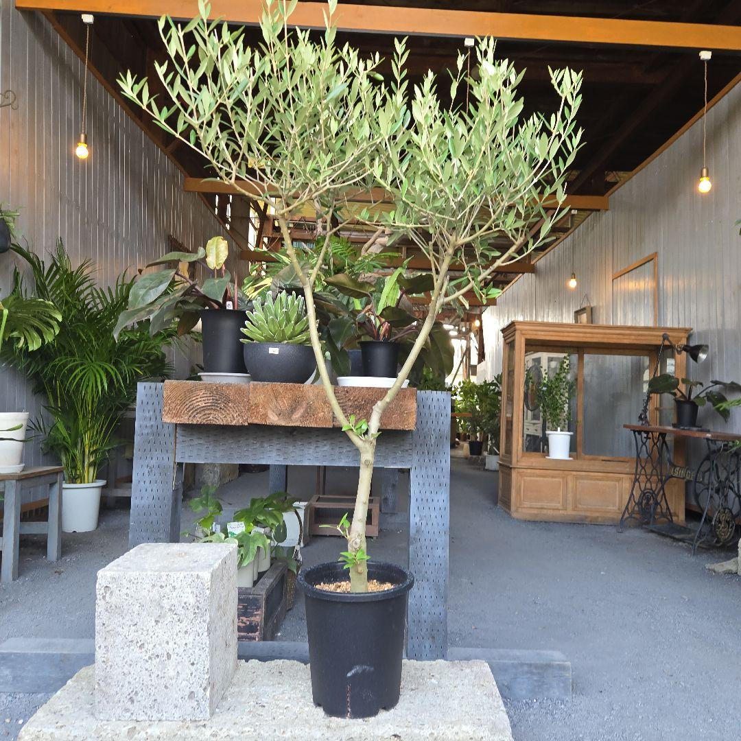 ⑦　オリーブの木souju　『セントキャサリン』８号　特大苗木最高等級極上品‼️