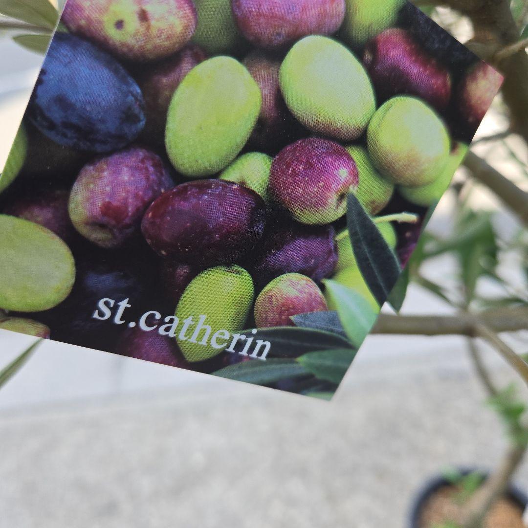 ⑦　オリーブの木souju　『セントキャサリン』８号　特大苗木最高等級極上品‼️