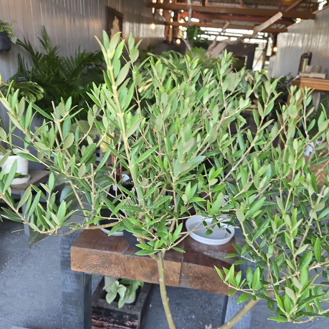 ⑦　オリーブの木souju　『セントキャサリン』８号　特大苗木最高等級極上品‼️