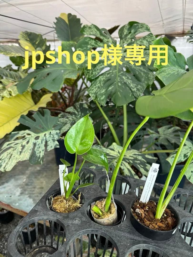 S16モンステラ デリシオーサ　シエラナ　健康カット苗