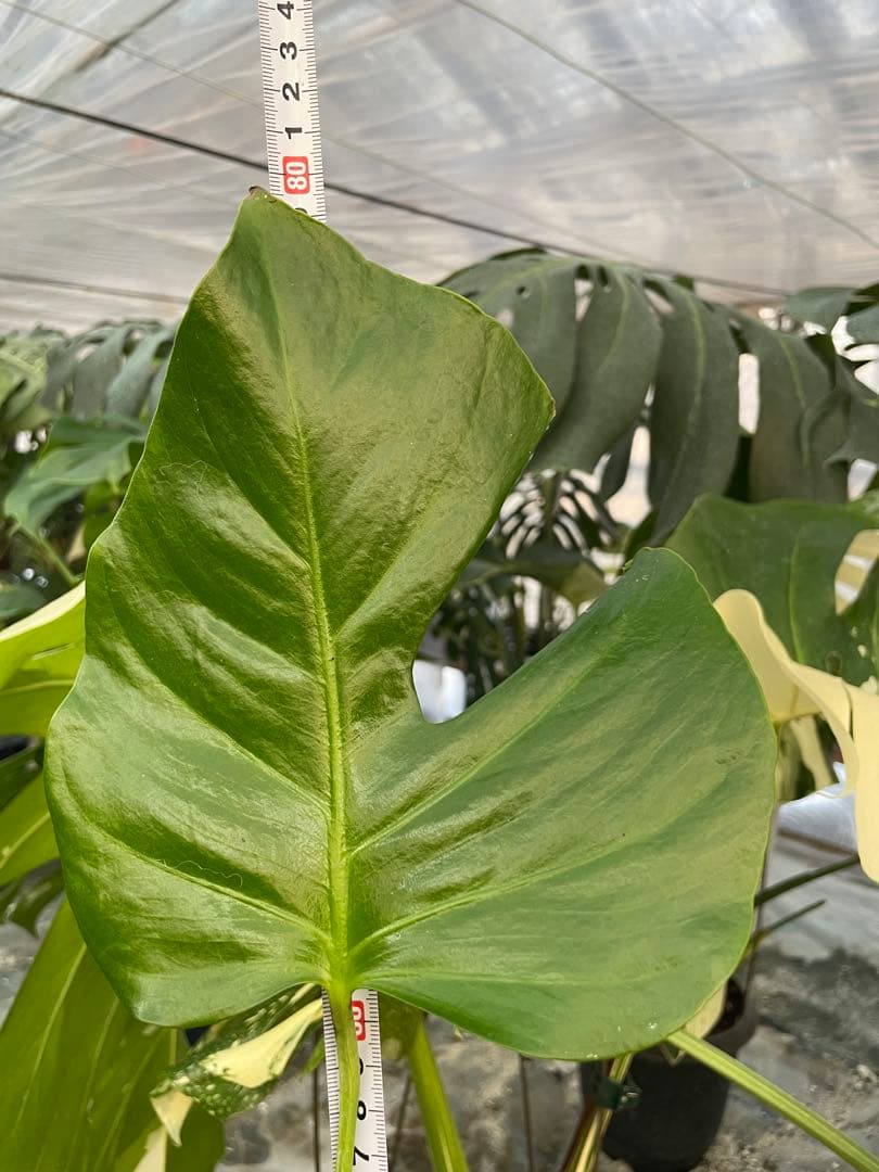 S16モンステラ デリシオーサ　シエラナ　健康カット苗