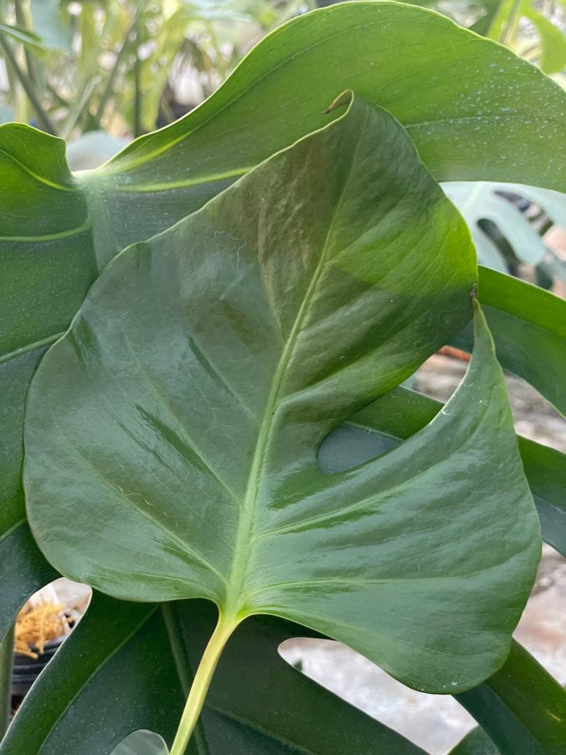 S16モンステラ デリシオーサ　シエラナ　健康カット苗