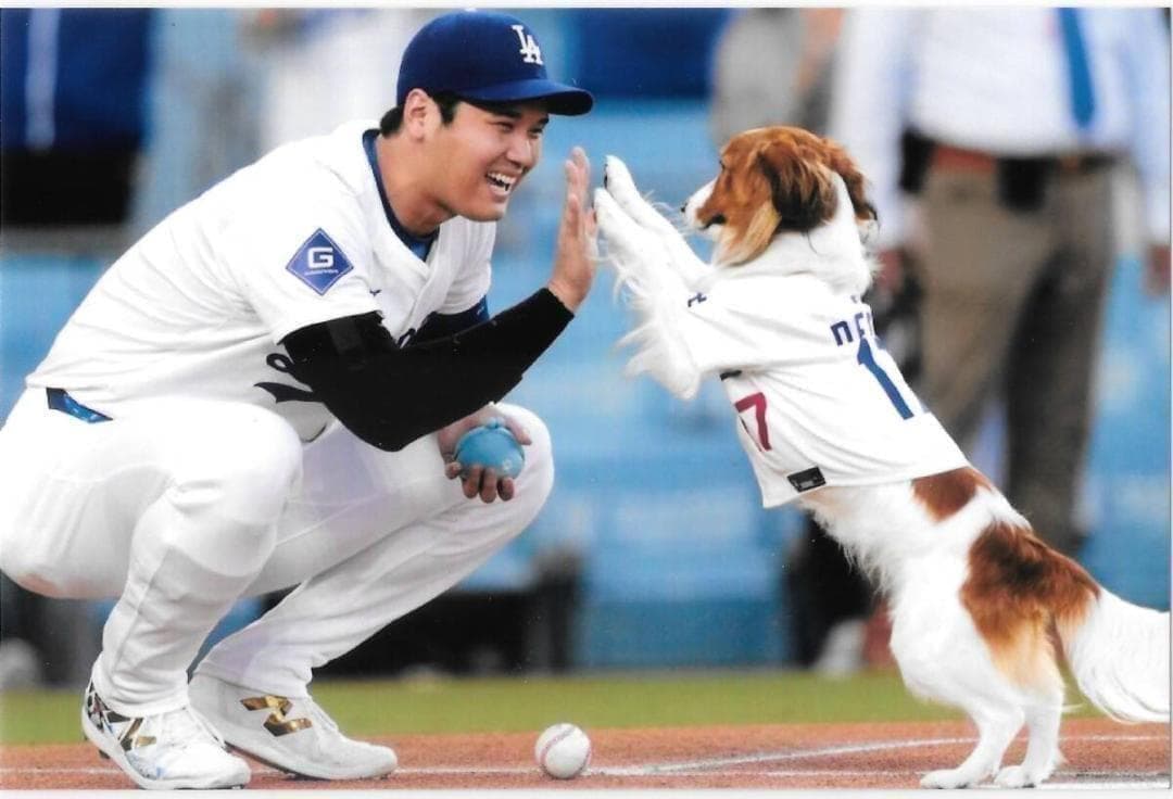 大谷翔平 MLB ドジャース 記念セット ボール＆カード＆デコピン写真他