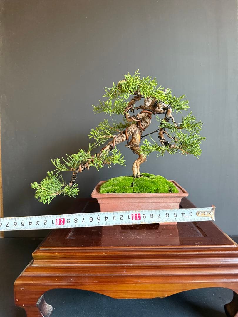 3*8様 週末オークション　真柏盆栽no.2 糸魚川真柏捻転舎利苔個性的な魅力有