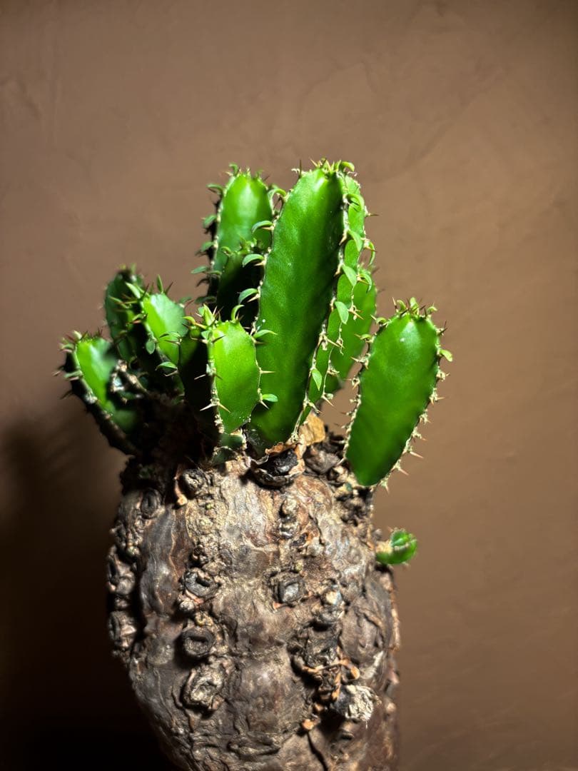 【発根済】Euphorbia mlanjeana ユーフォルビア ムランジーナ