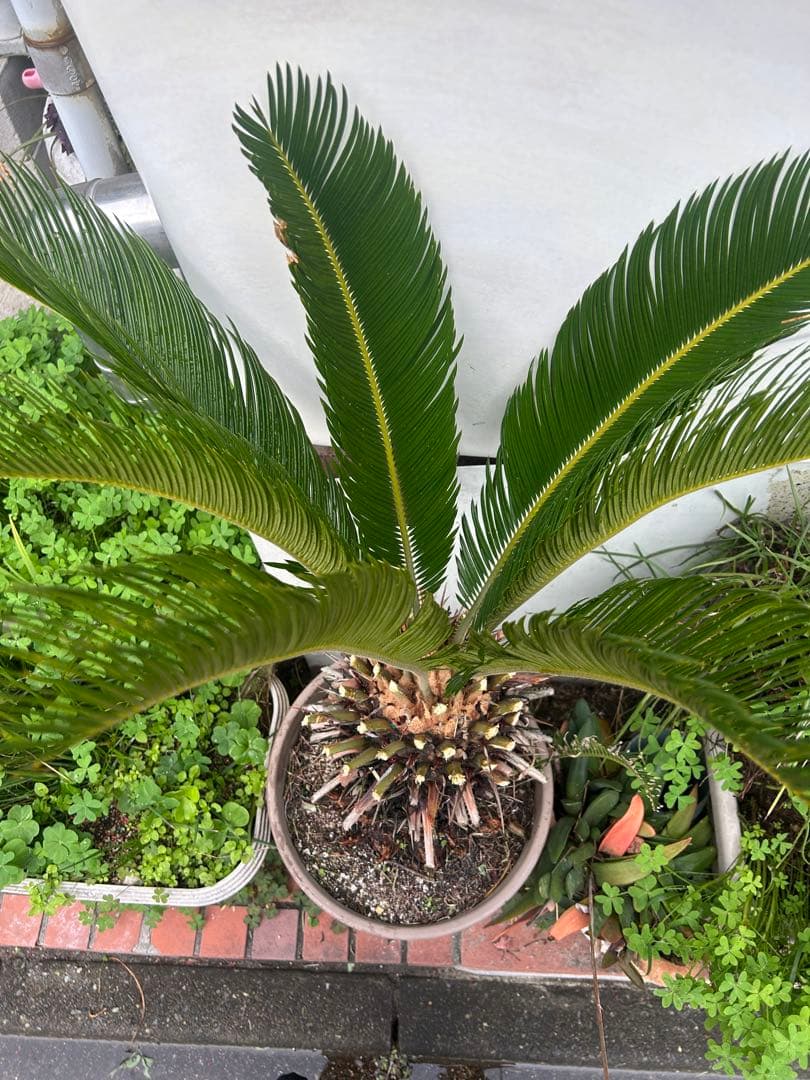 ソテツ 約80cm 観葉植物