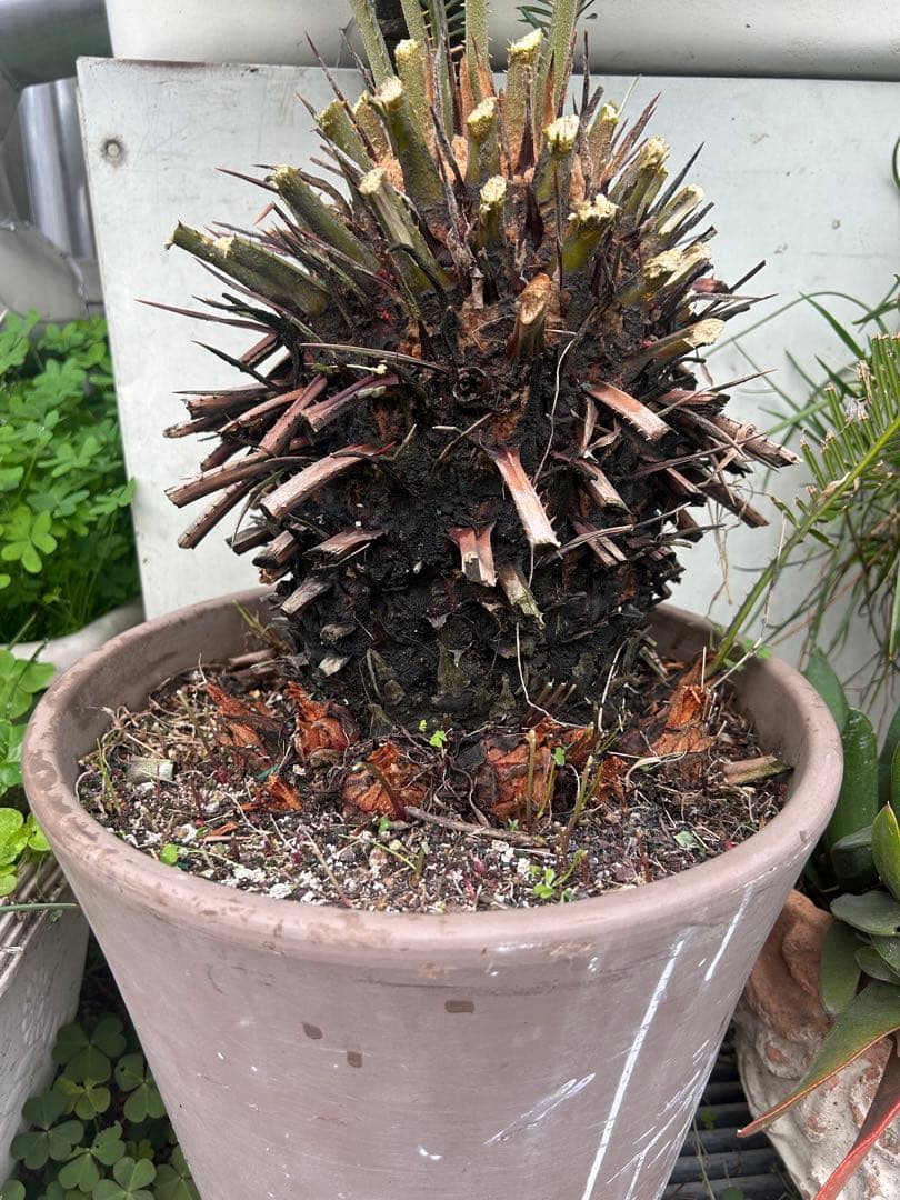 ソテツ 約80cm 観葉植物