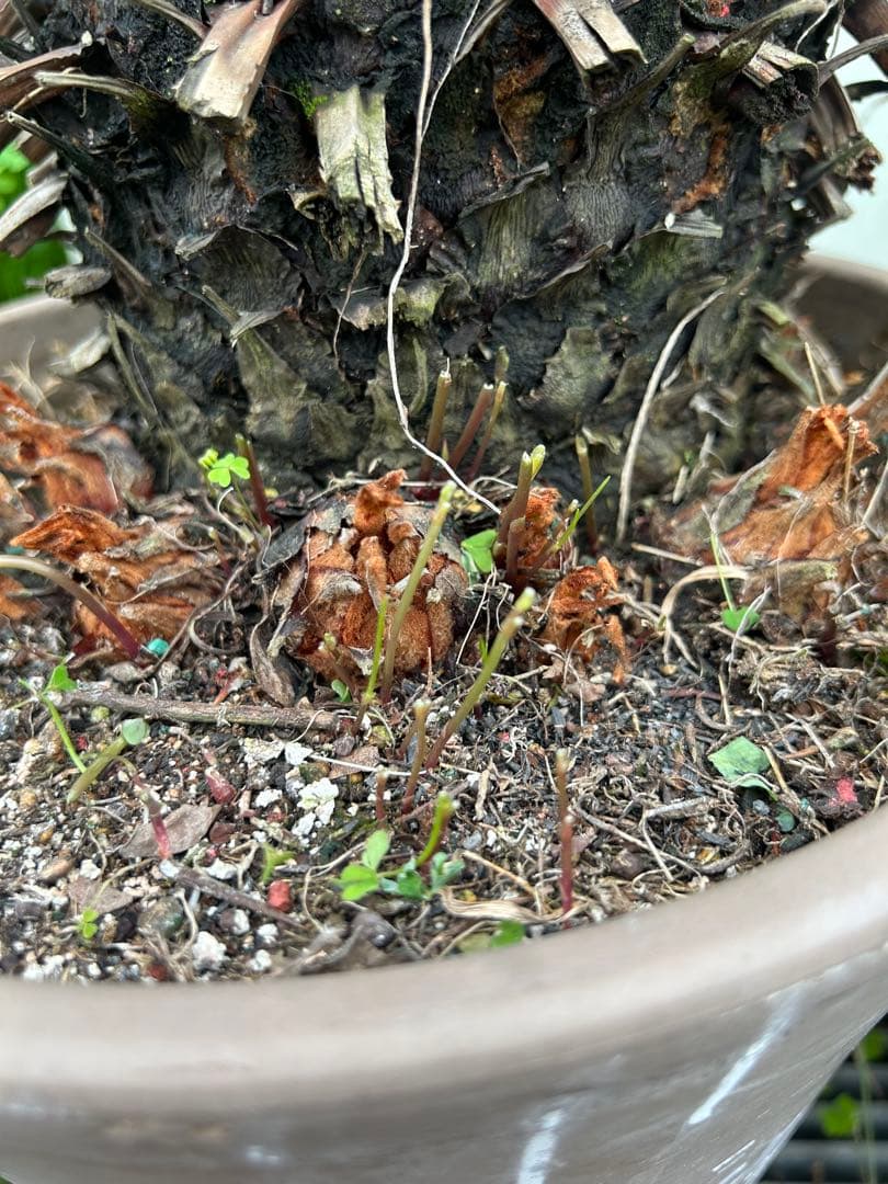 ソテツ 約80cm 観葉植物