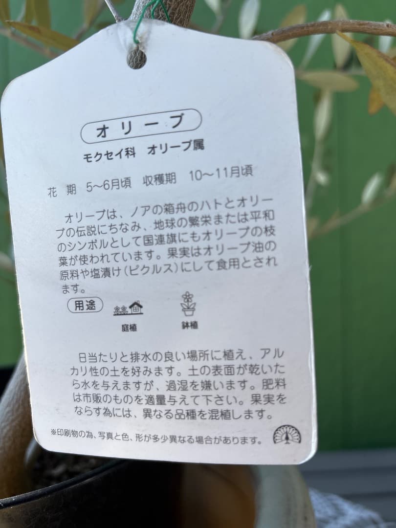 オリーブの苗木（白い陶器の鉢は売り物ではございません。）
