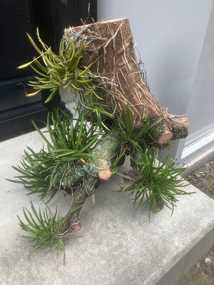 フウラン　風蘭　富貴蘭　静岡県産