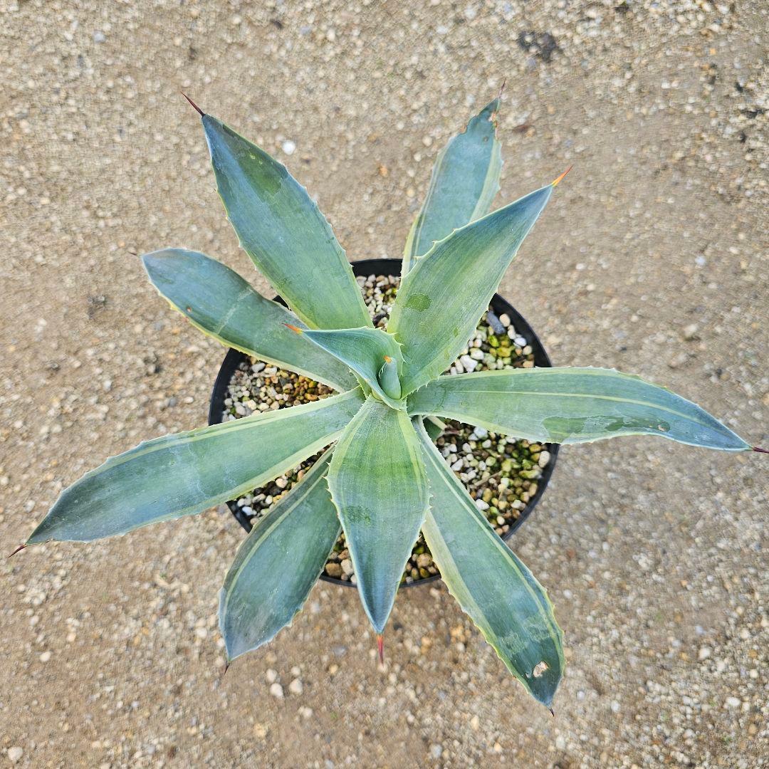 アガベ　イシスメンシス×デスメティアナ　ハイブリッド