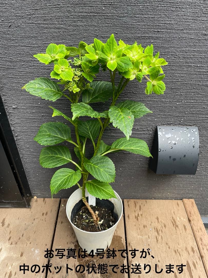 【花苗】数量限定　紫陽花　マジカルラプソディ　開花中　正規品　タグ付き