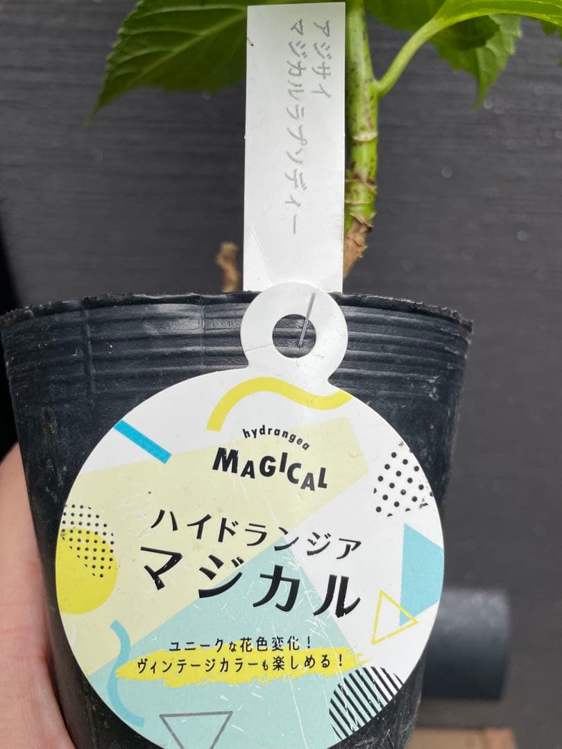 【花苗】数量限定　紫陽花　マジカルラプソディ　開花中　正規品　タグ付き