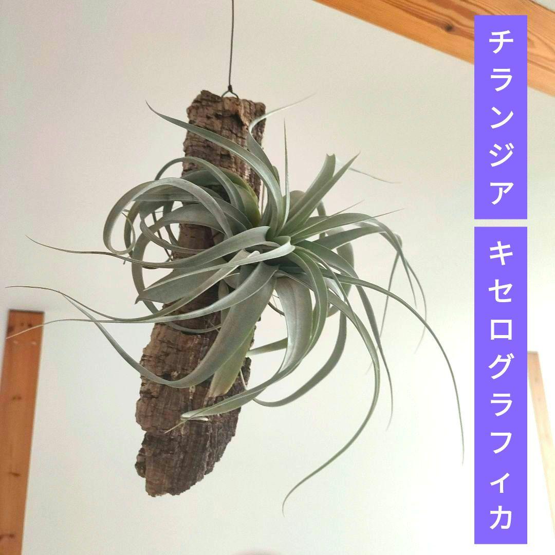 ,★週末値下げ★チランジア　キセログラフィカ　着生済み　コルク板【匿名配送】B