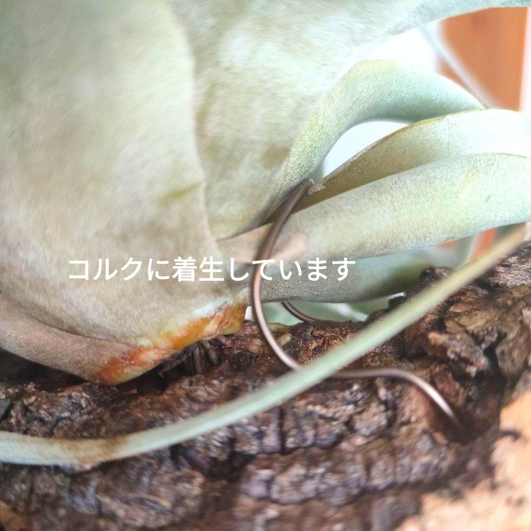 ,★週末値下げ★チランジア　キセログラフィカ　着生済み　コルク板【匿名配送】B