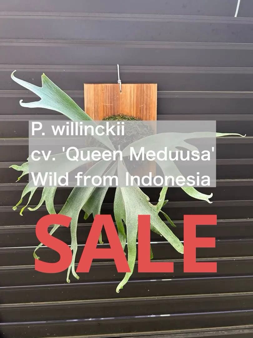 ビカクシダ P. willinckii cv. 'Queen Meduusa'