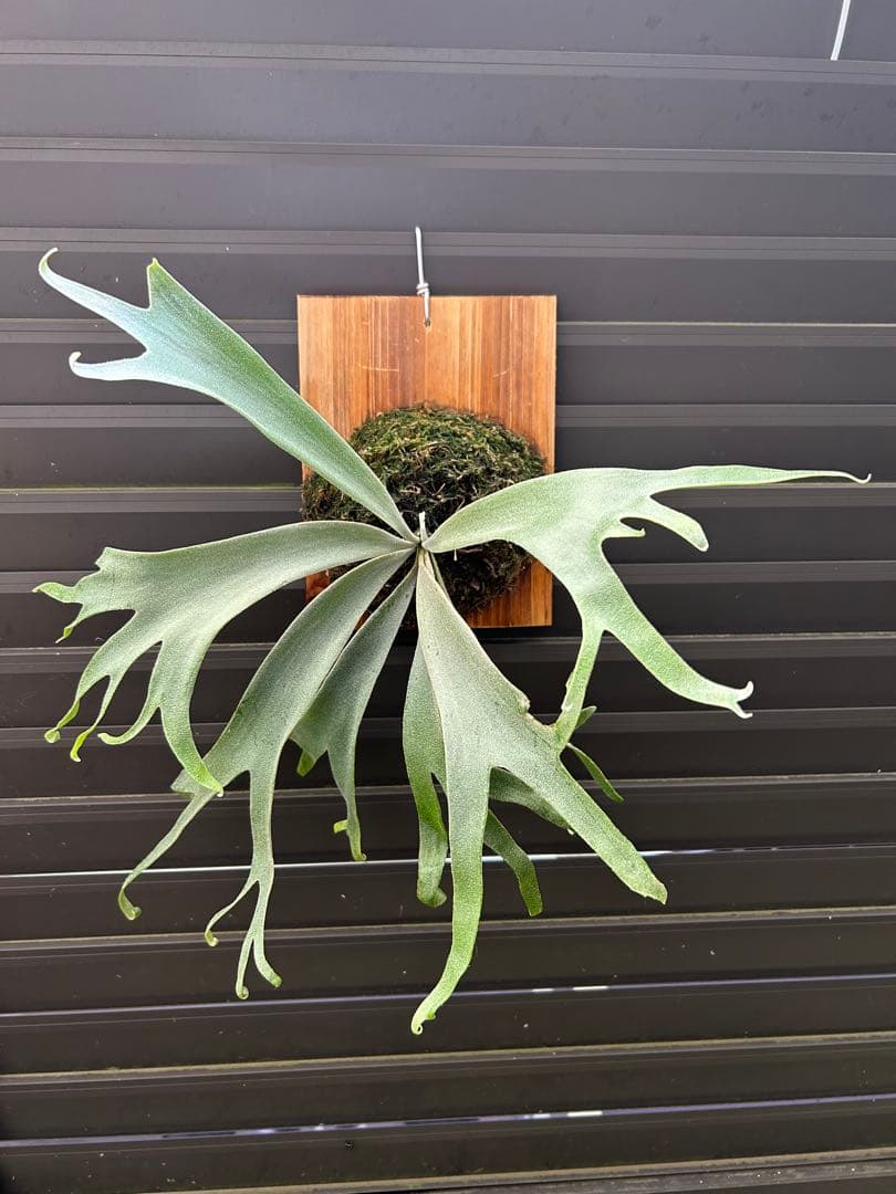 ビカクシダ P. willinckii cv. 'Queen Meduusa'