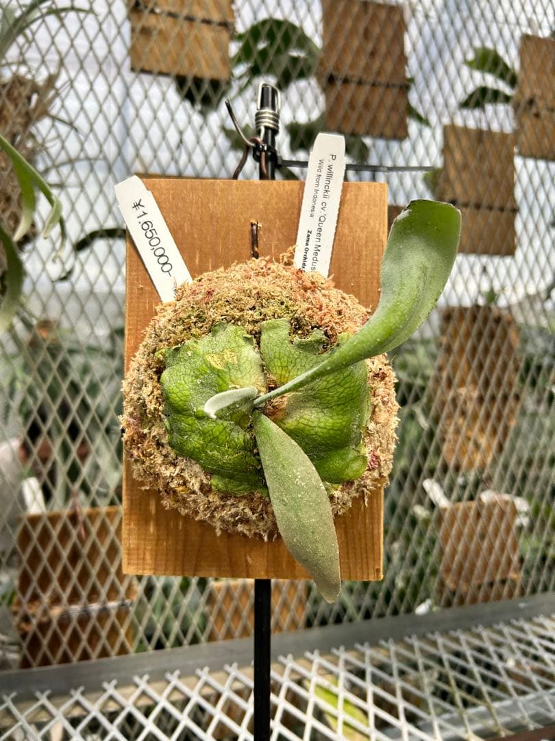 ビカクシダ P. willinckii cv. 'Queen Meduusa'