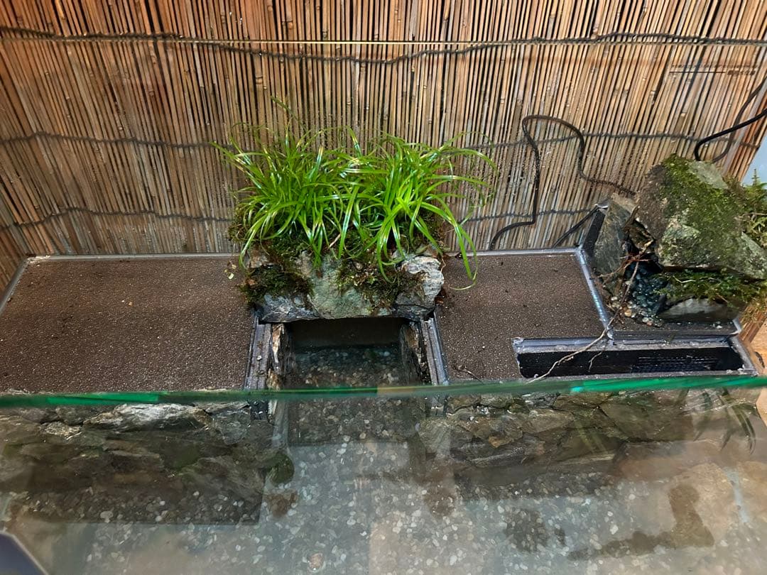 コトブキオールガラス水槽　60センチレイアウト