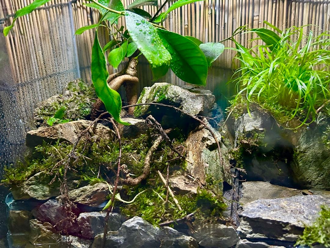 コトブキオールガラス水槽　60センチレイアウト