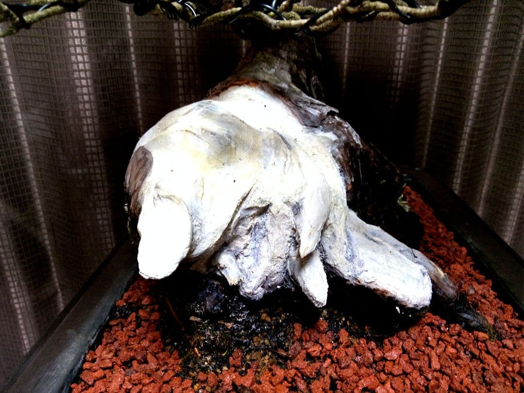 【樹高44㎝ 五葉松盆栽】　　⭕100年超 (推定) 20㎝足元❗ 　　真柏…他