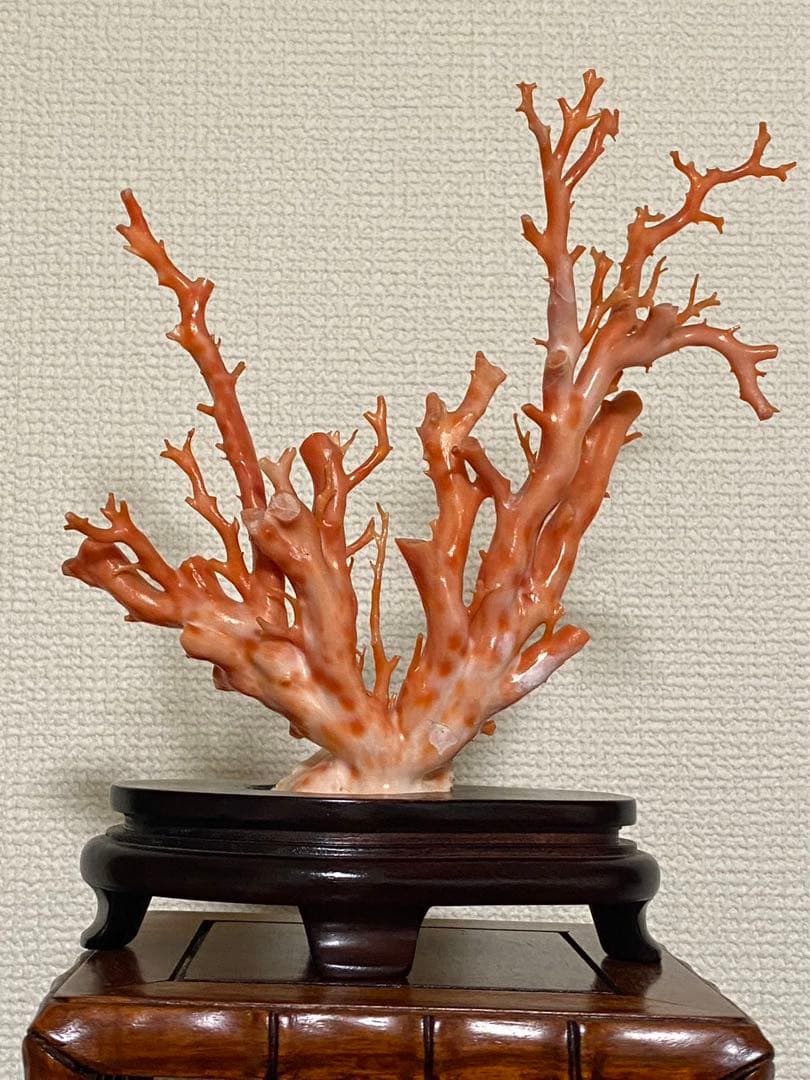 天然深海赤珊瑚 枝珊瑚置物 台座付きジュエリー宝石原木 オブジェ骨董