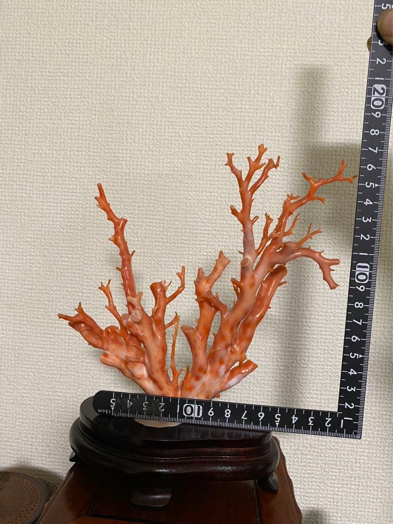 天然深海赤珊瑚 枝珊瑚置物 台座付きジュエリー宝石原木 オブジェ骨董